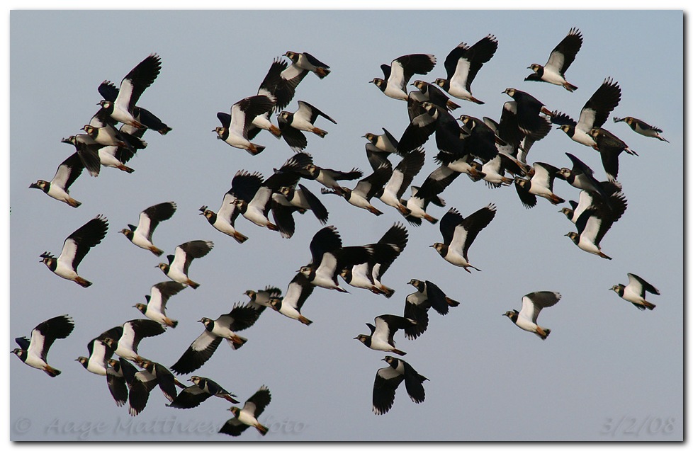 - et lille udsnit af en flok viber på 200 -300 fugle på Ribe holme