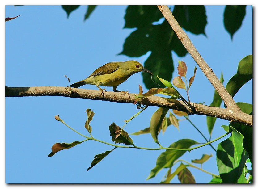 Olive-packed Sunbird (hun)